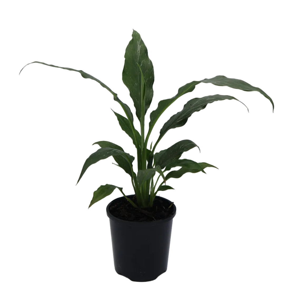 Spathiphyllum Jet Diamond 100mm