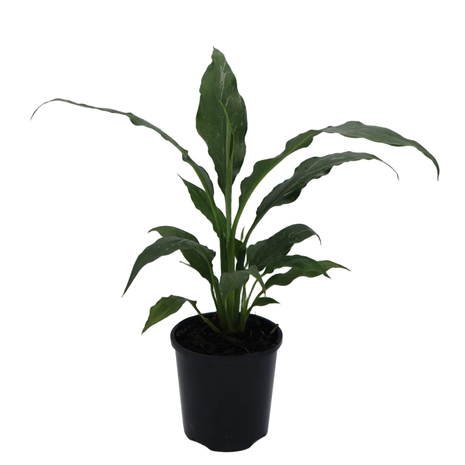 Spathiphyllum Jet Diamond 100mm