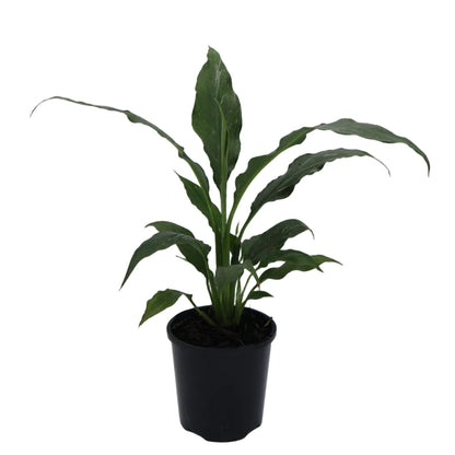 Spathiphyllum Jet Diamond 100mm