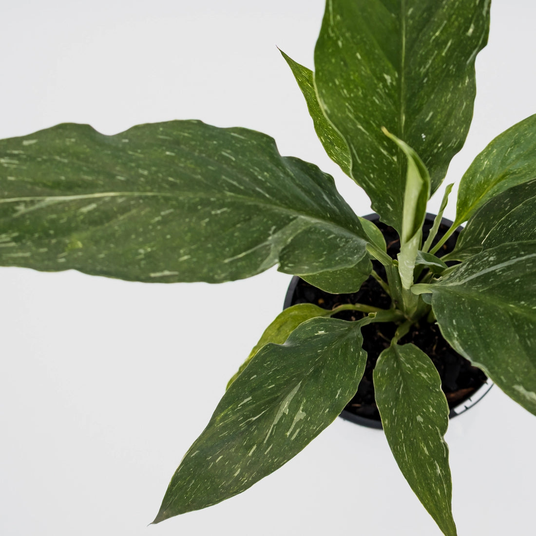 Spathiphyllum Jet Diamond 180mm