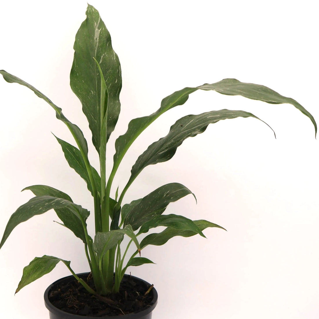 Spathiphyllum Jet Diamond 180mm