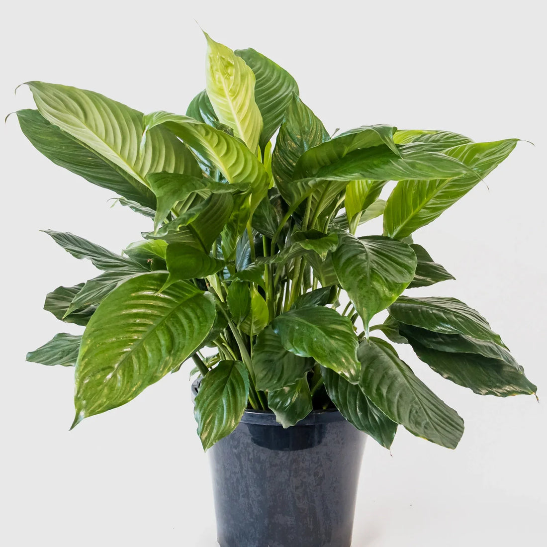 Spathiphyllum Maracay 250mm