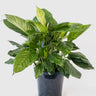 Spathiphyllum Maracay 250mm