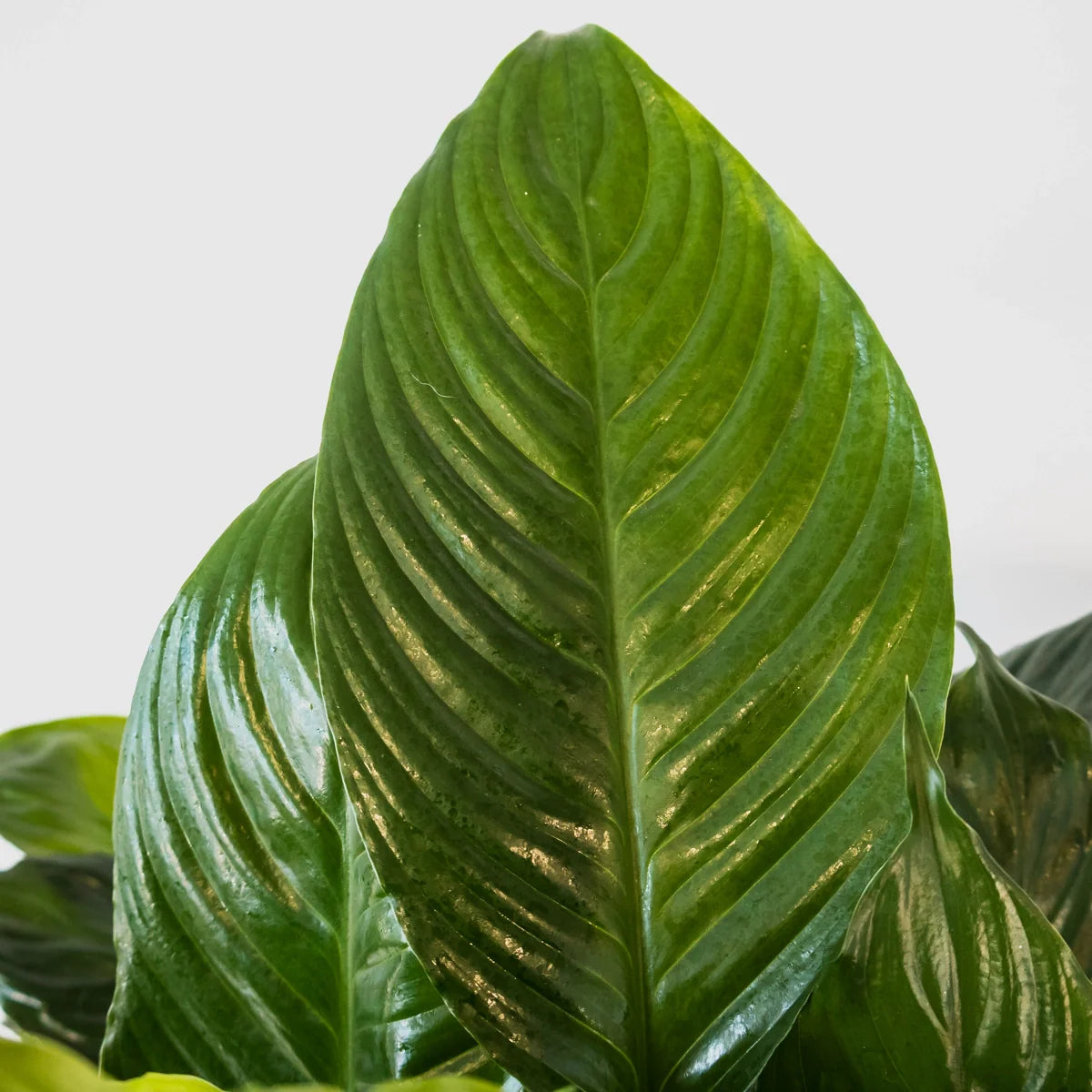 Spathiphyllum Maracay 250mm