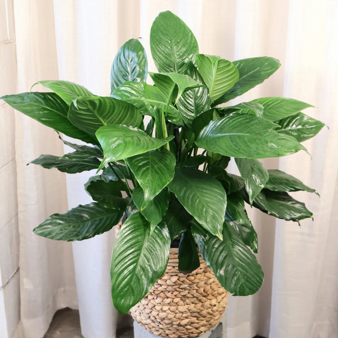 Spathiphyllum Maracay 250mm