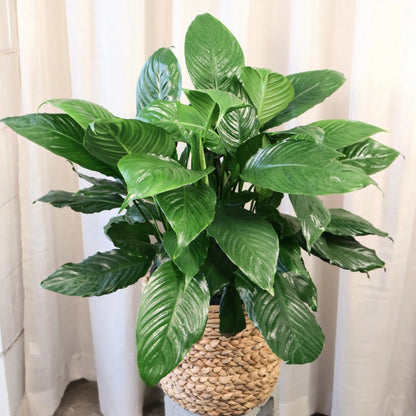 Spathiphyllum Maracay 250mm