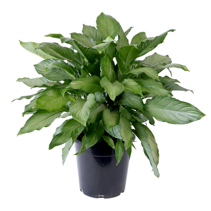 Spathiphyllum Platinum Mist 200mm