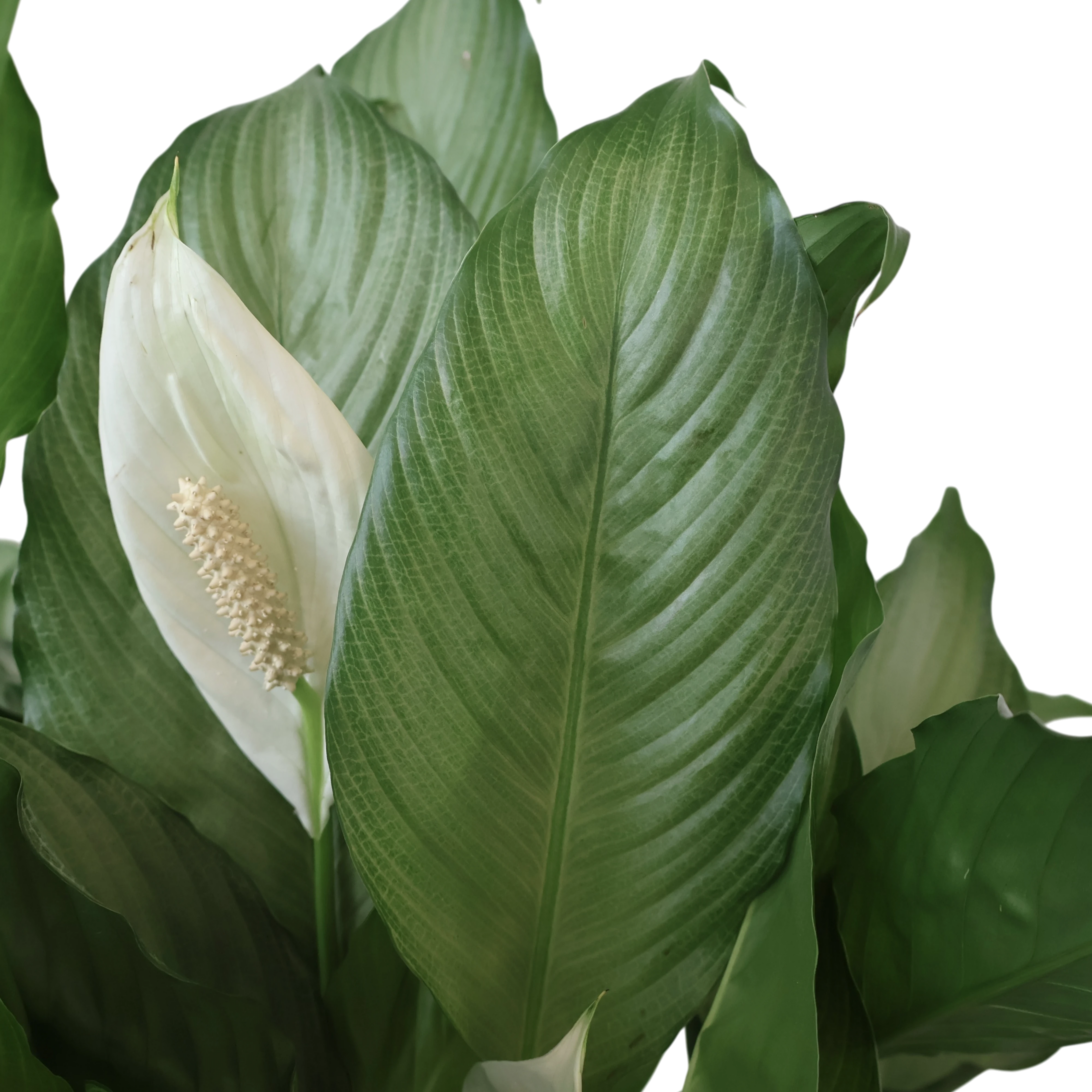 Spathiphyllum Platinum Mist 100mm