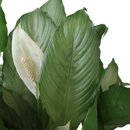 Spathiphyllum Platinum Mist 100mm
