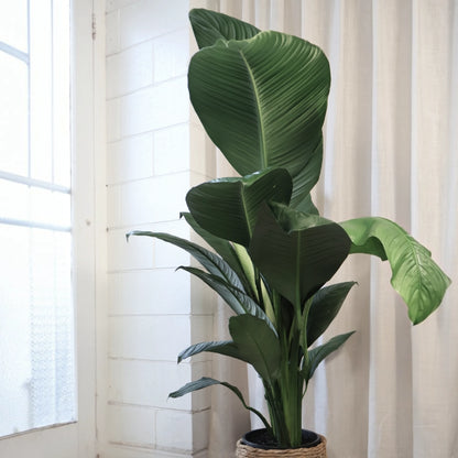 Spathiphyllum Sensation 250mm