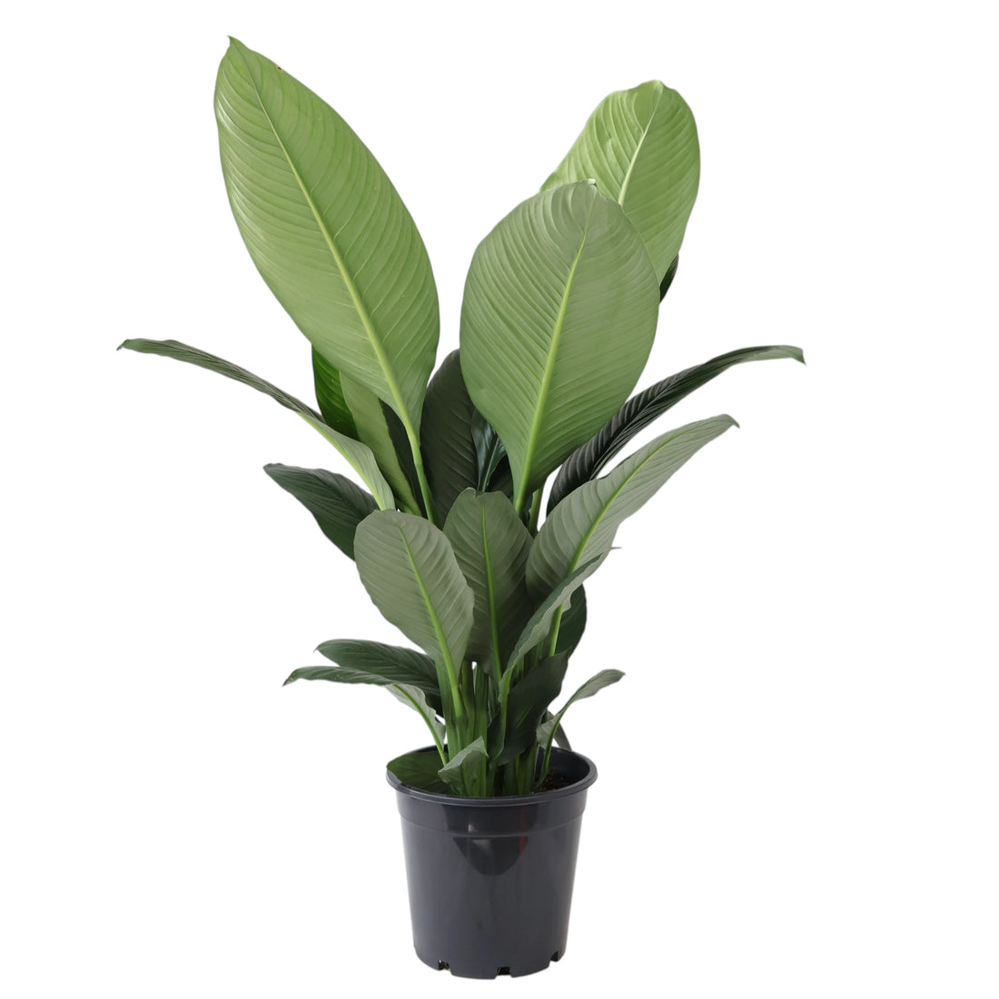 Spathiphyllum Sensation 250mm