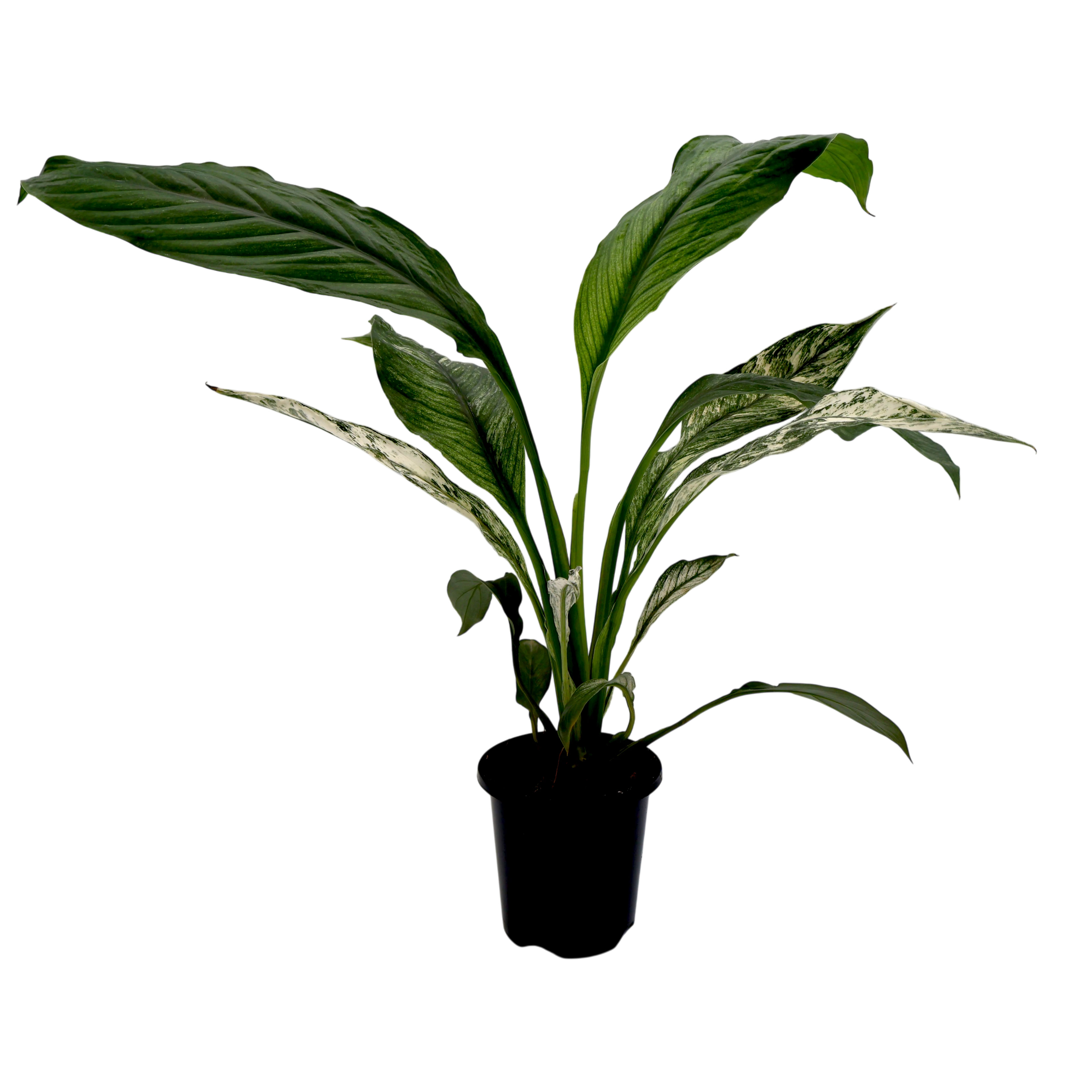 Spathiphyllum Sensation Jessica 90mm