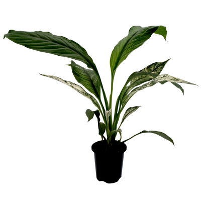 Spathiphyllum Sensation Jessica 90mm