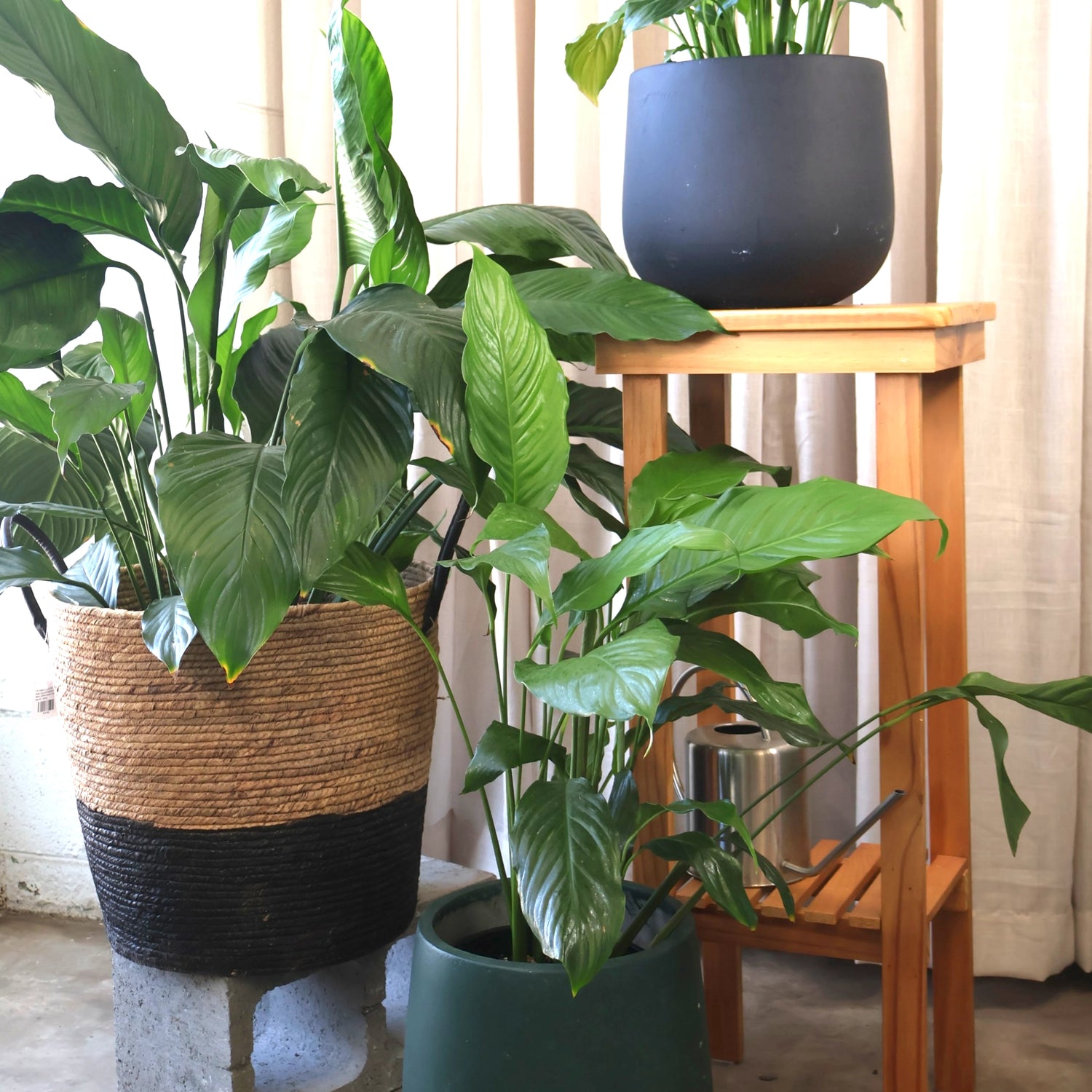 Peace Lily - Spathiphyllum Sweet Sebastiano 200mm