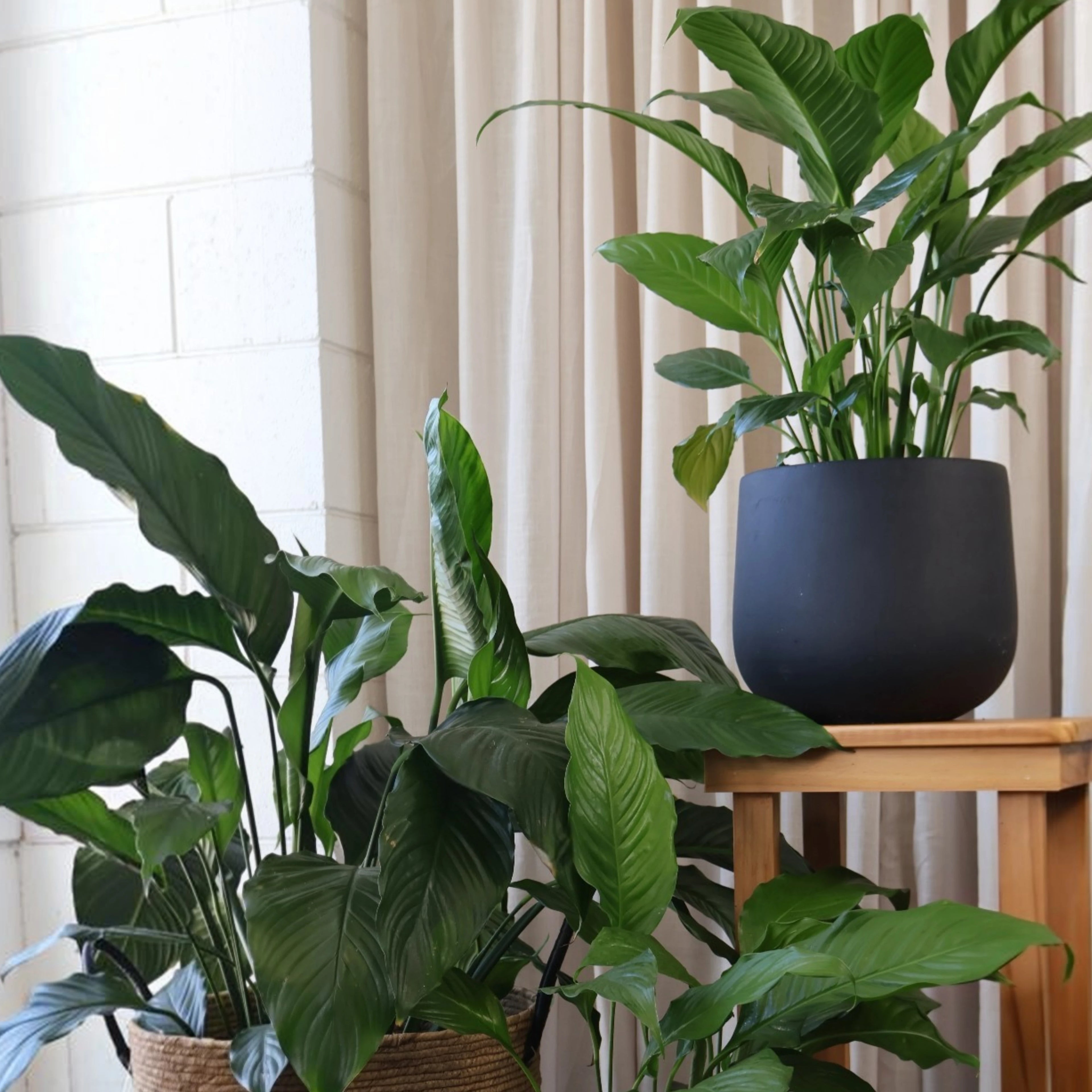 Spathiphyllum Sweet Sebastiano 250mm