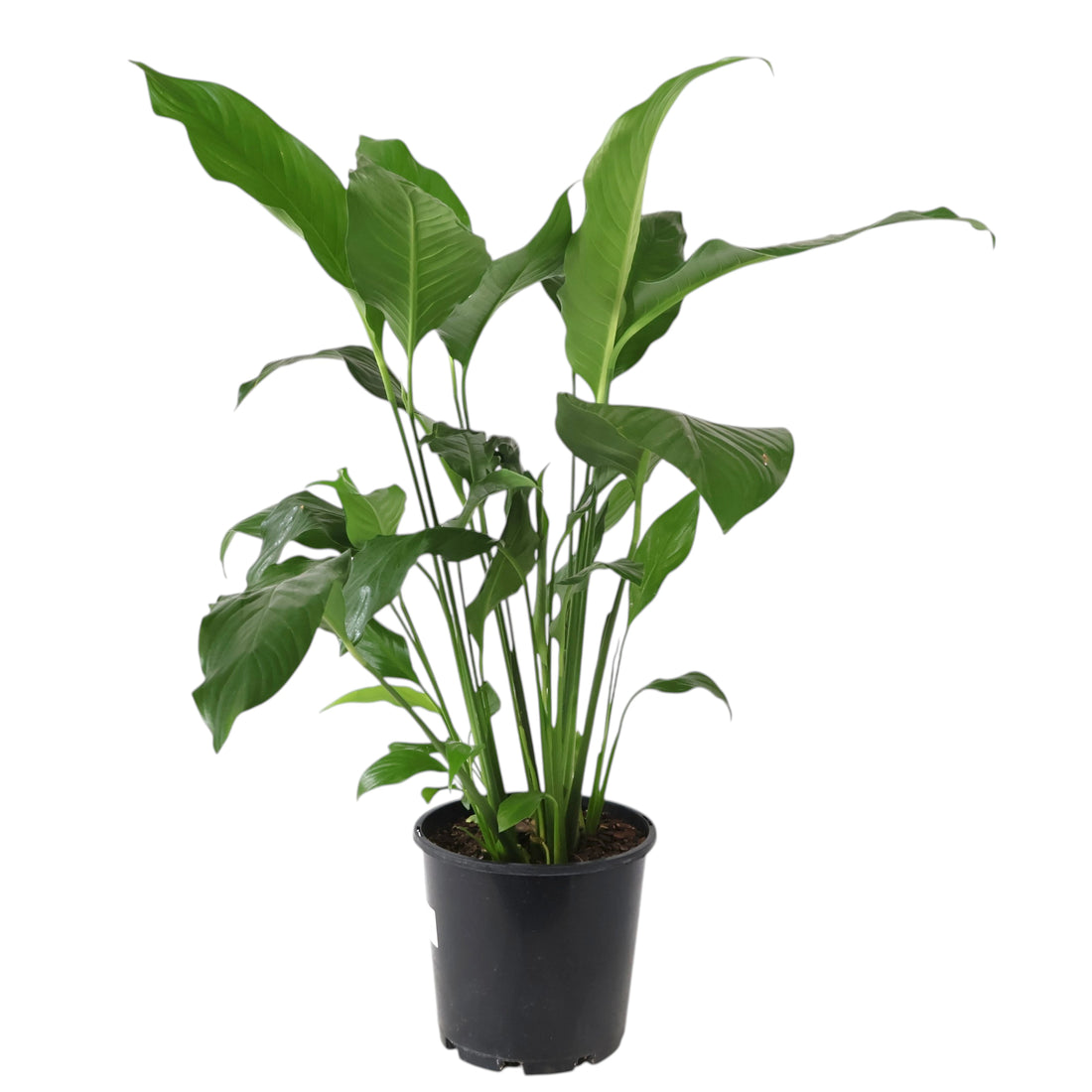 Peace Lily - Spathiphyllum Sweet Sebastiano 200mm