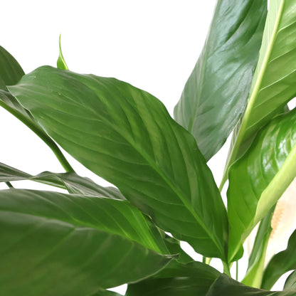 Peace Lily - Spathiphyllum Sweet Sebastiano 200mm