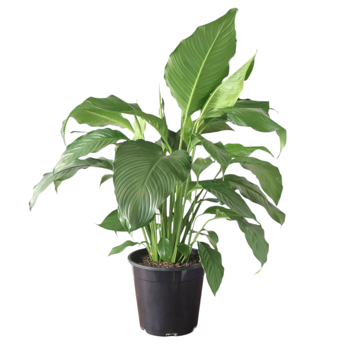 Spathiphyllum Sweet Sebastiano 250mm
