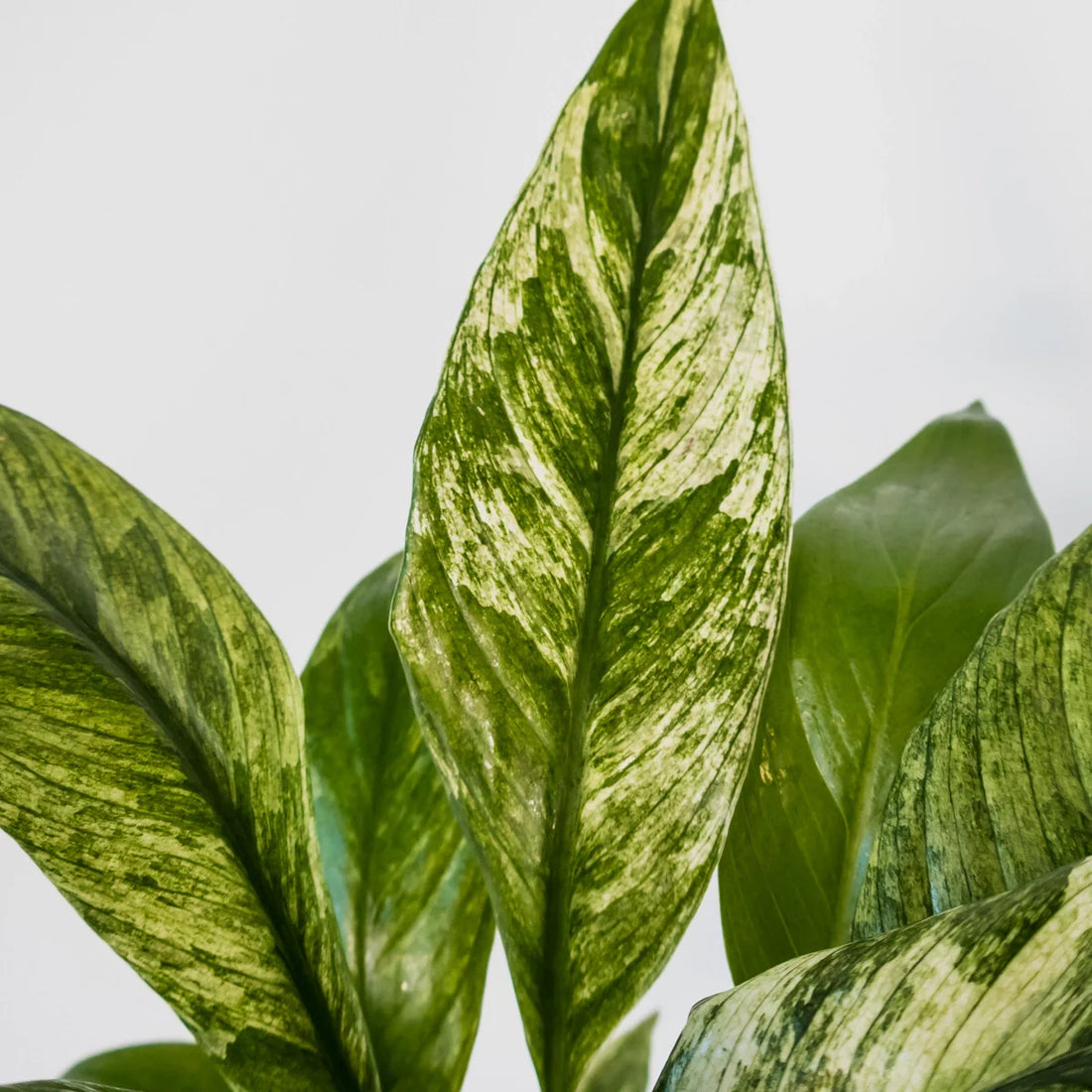 Spathiphyllum Variegated 125mm