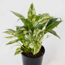 Spathiphyllum Variegated 125mm