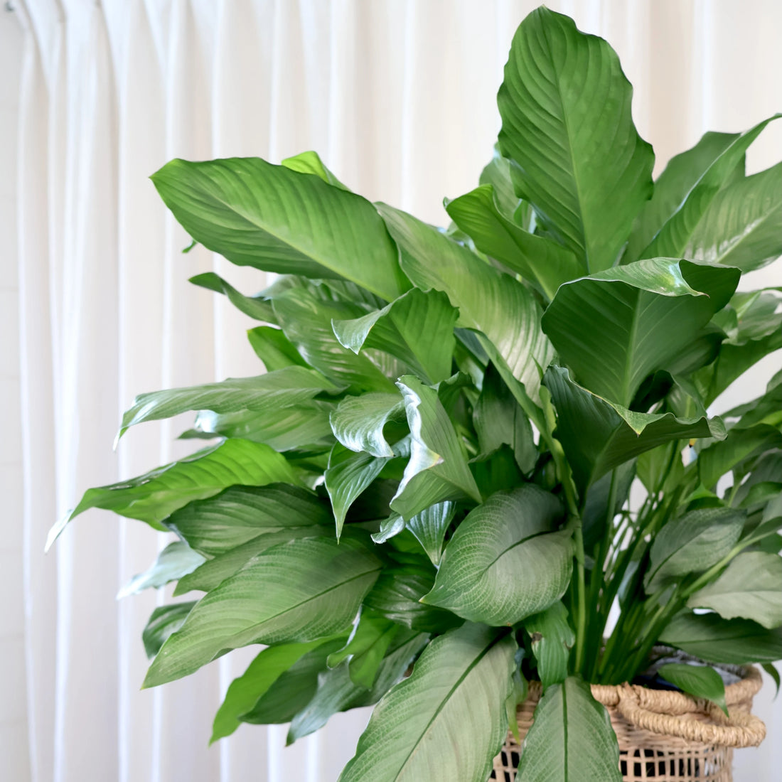 Spathiphyllum Platinum Mist 200mm