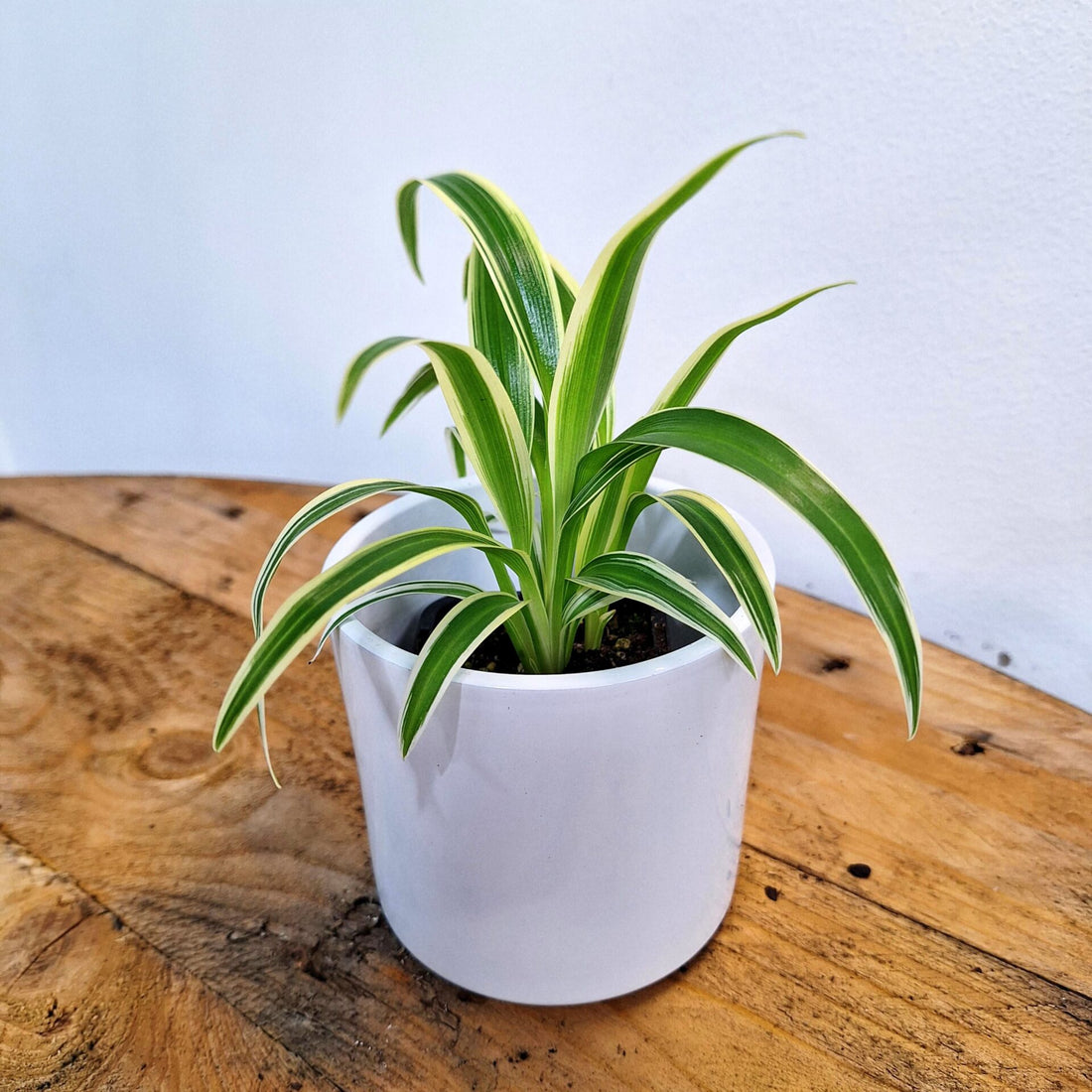 Chlorophytum Comosum - Spider Plant 70mm