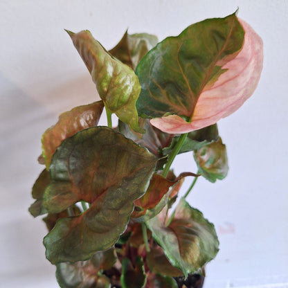 Syngonium Strawberry Ice 130mm