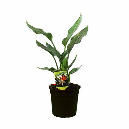 Strelitzia Regina 200mm