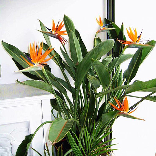 Strelitzia Regina 200mm