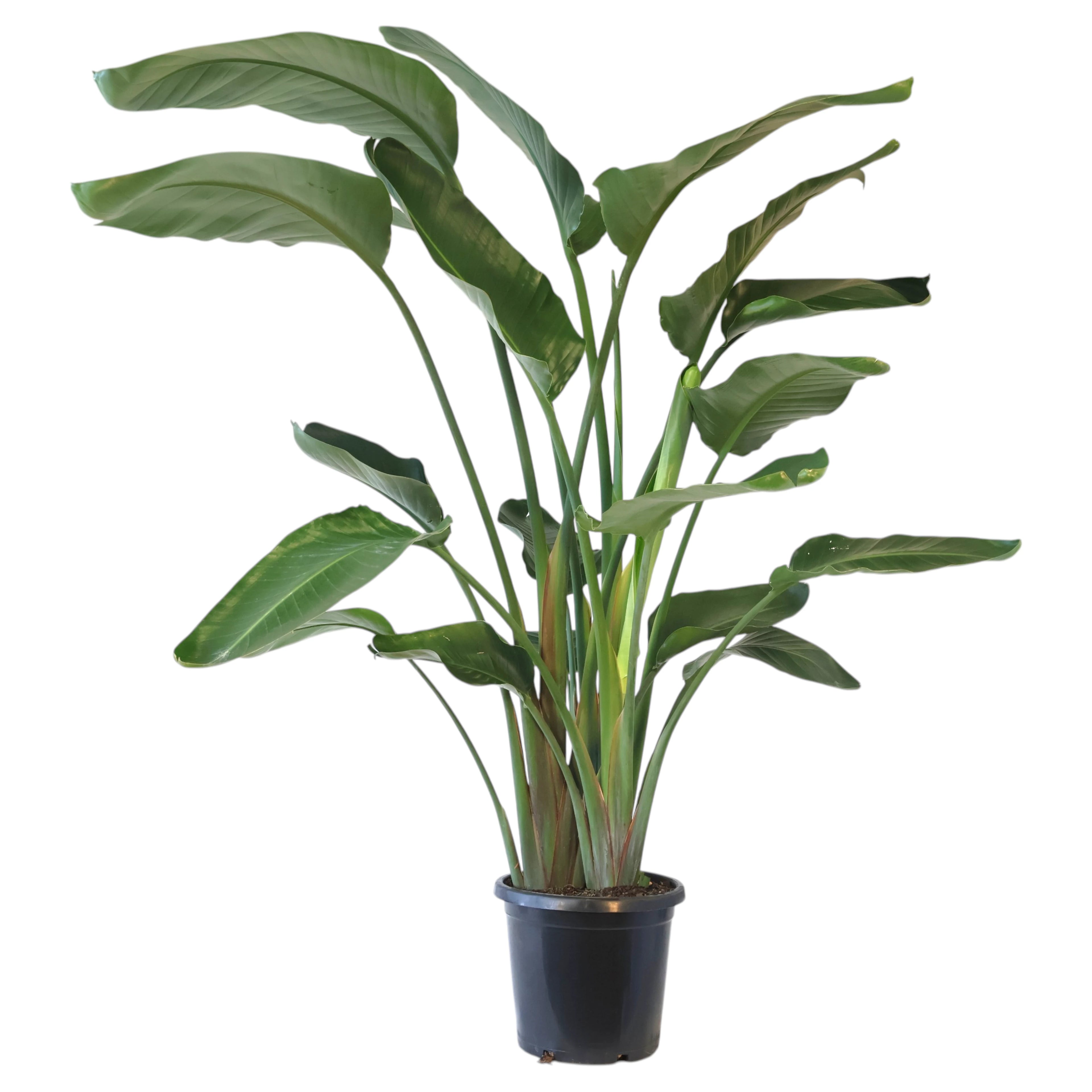 Strelitzia Nicolai 300mm