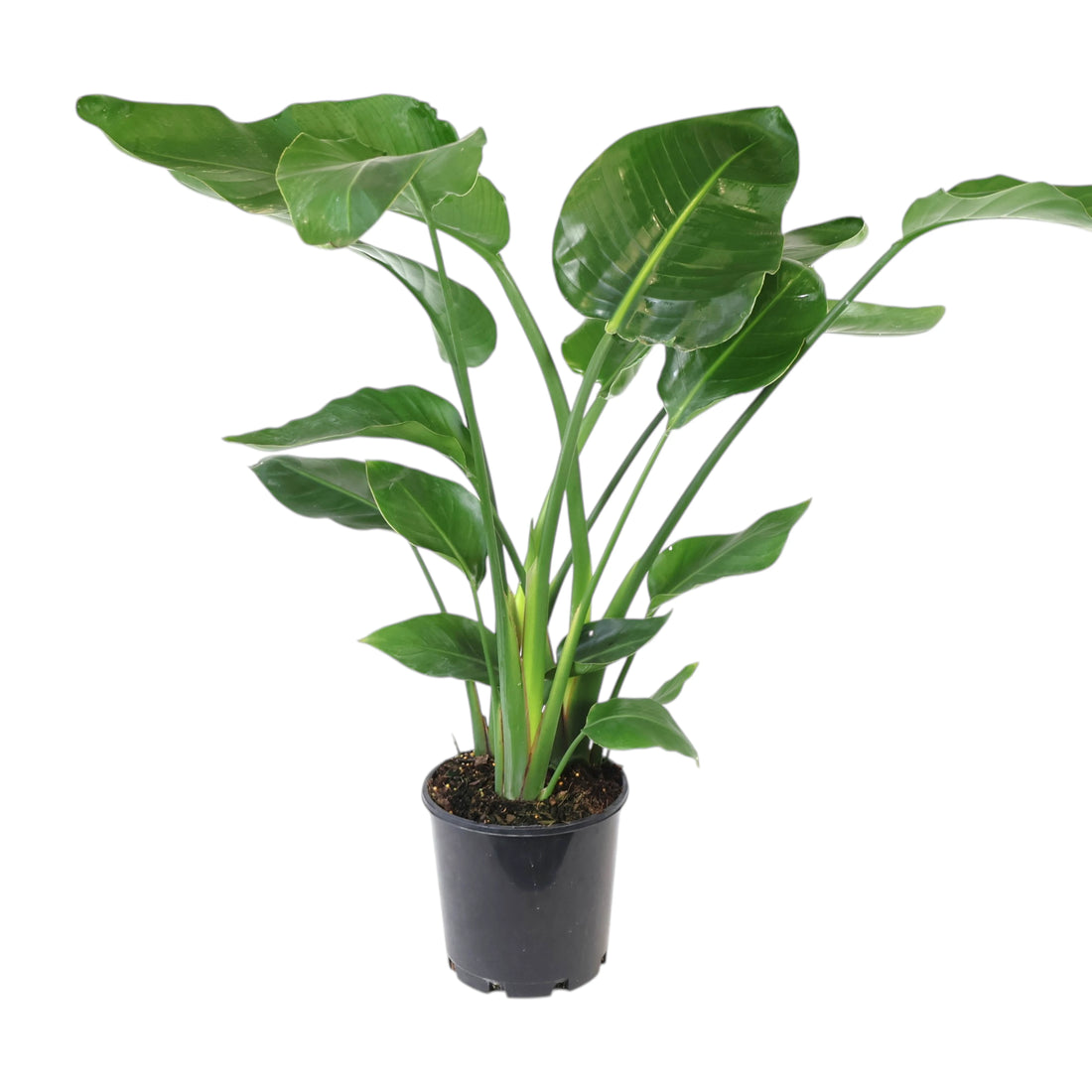 Strelitzia Nicolai - Giant Bird of Paradise 200mm