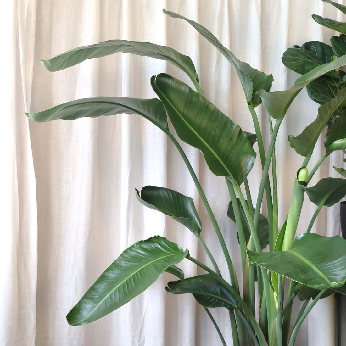 Strelitzia Nicolai - Giant Bird of Paradise 200mm