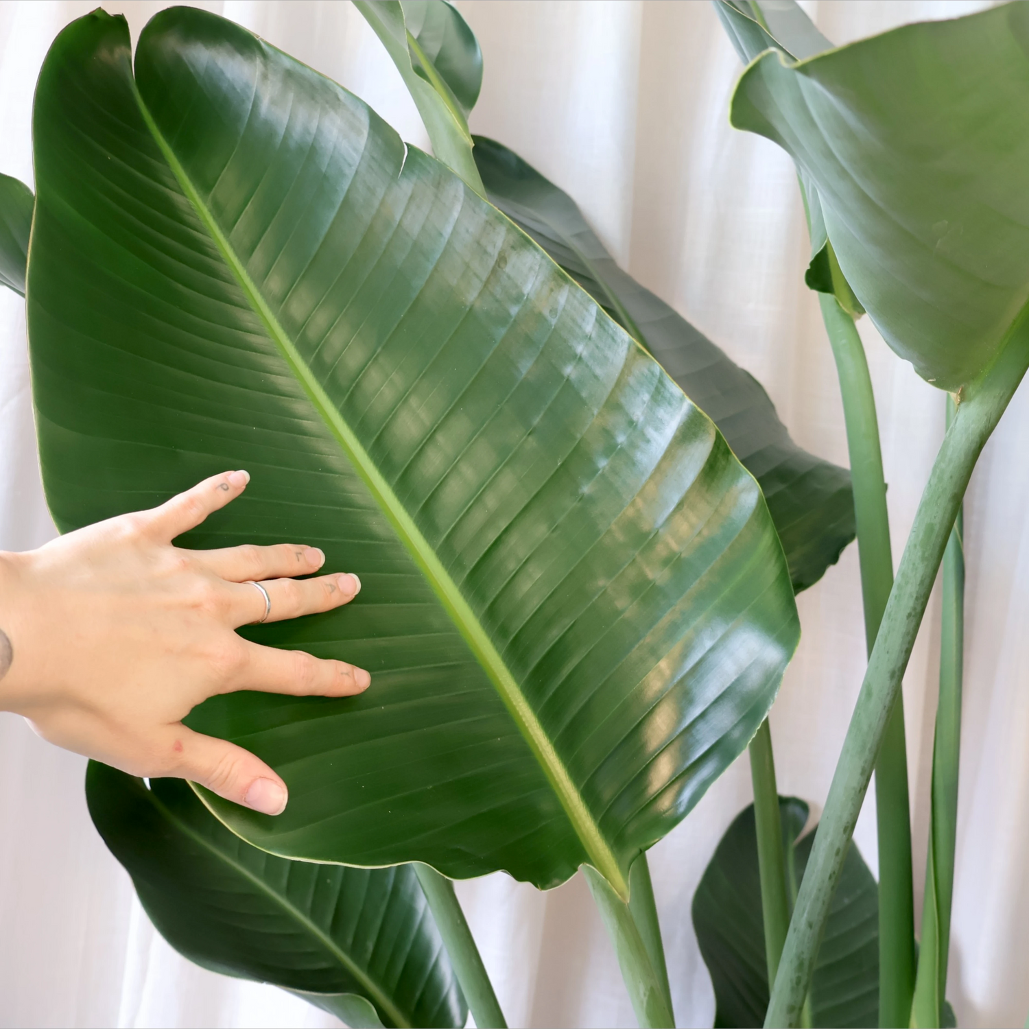 Giant Bird of Paradise - Strelitzia Nicolai 250mm