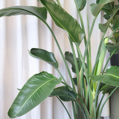 Giant Bird of Paradise - Strelitzia Nicolai 250mm