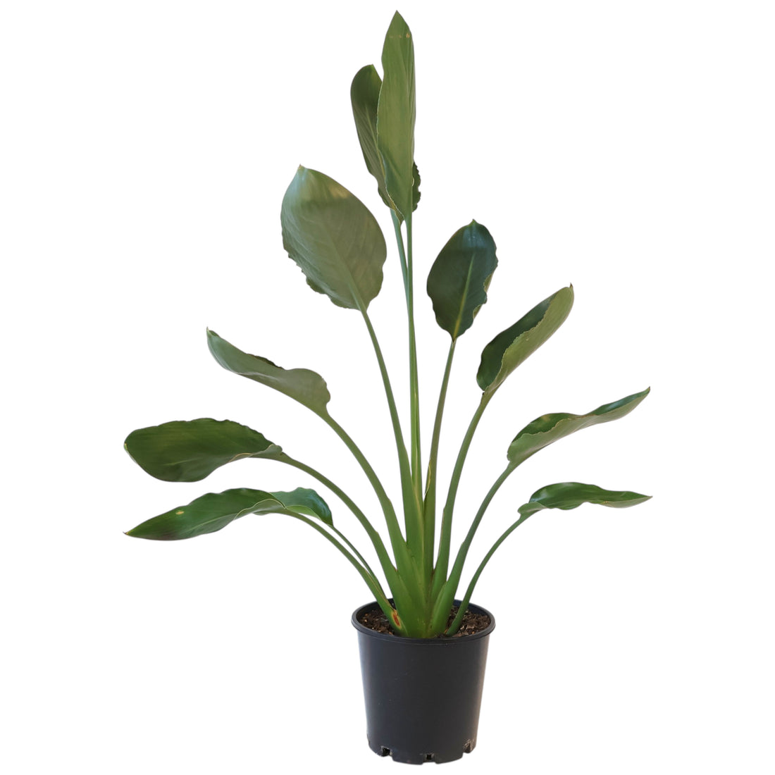 Strelitzia Regina 200mm