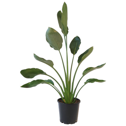 Strelitzia Regina 200mm