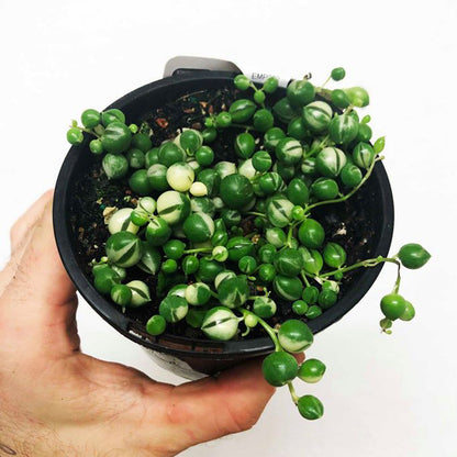 String of Pearls Variegated - Senecio Rowleyanus 130mm