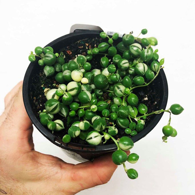 String of Pearls Variegated - Senecio Rowleyanus 130mm