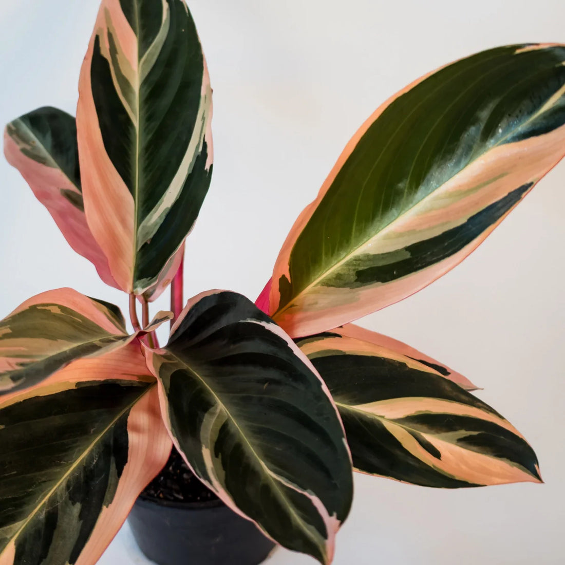 Stromanthe Tricolour 120mm