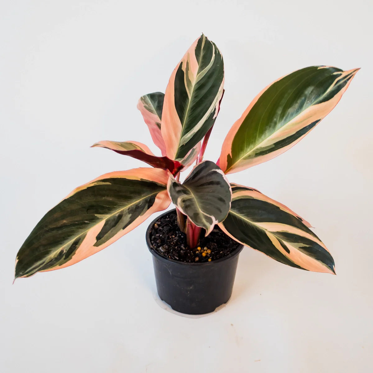 Stromanthe Tricolour 120mm