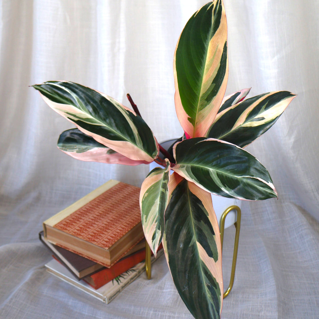 Stromanthe Tricolour 120mm