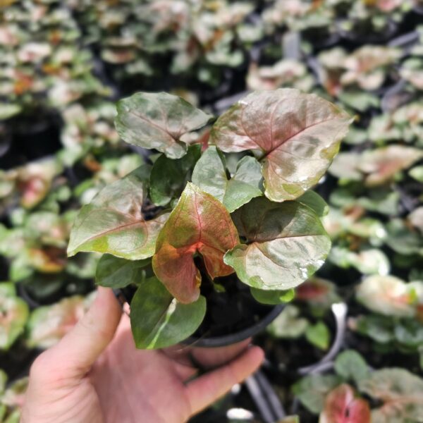 Syngonium Maria 100mm