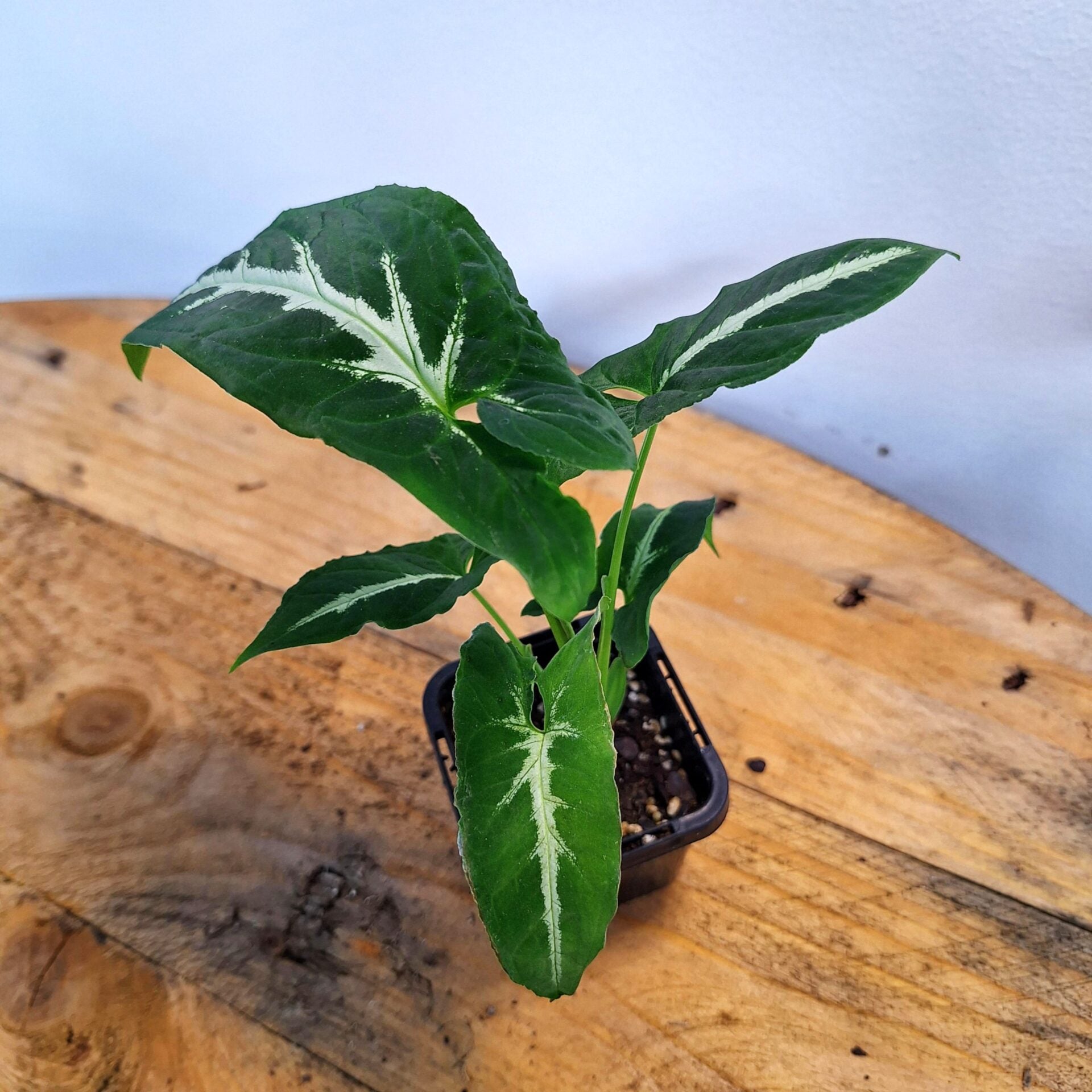Syngonium Podophyllum "Green velvet" 70mm