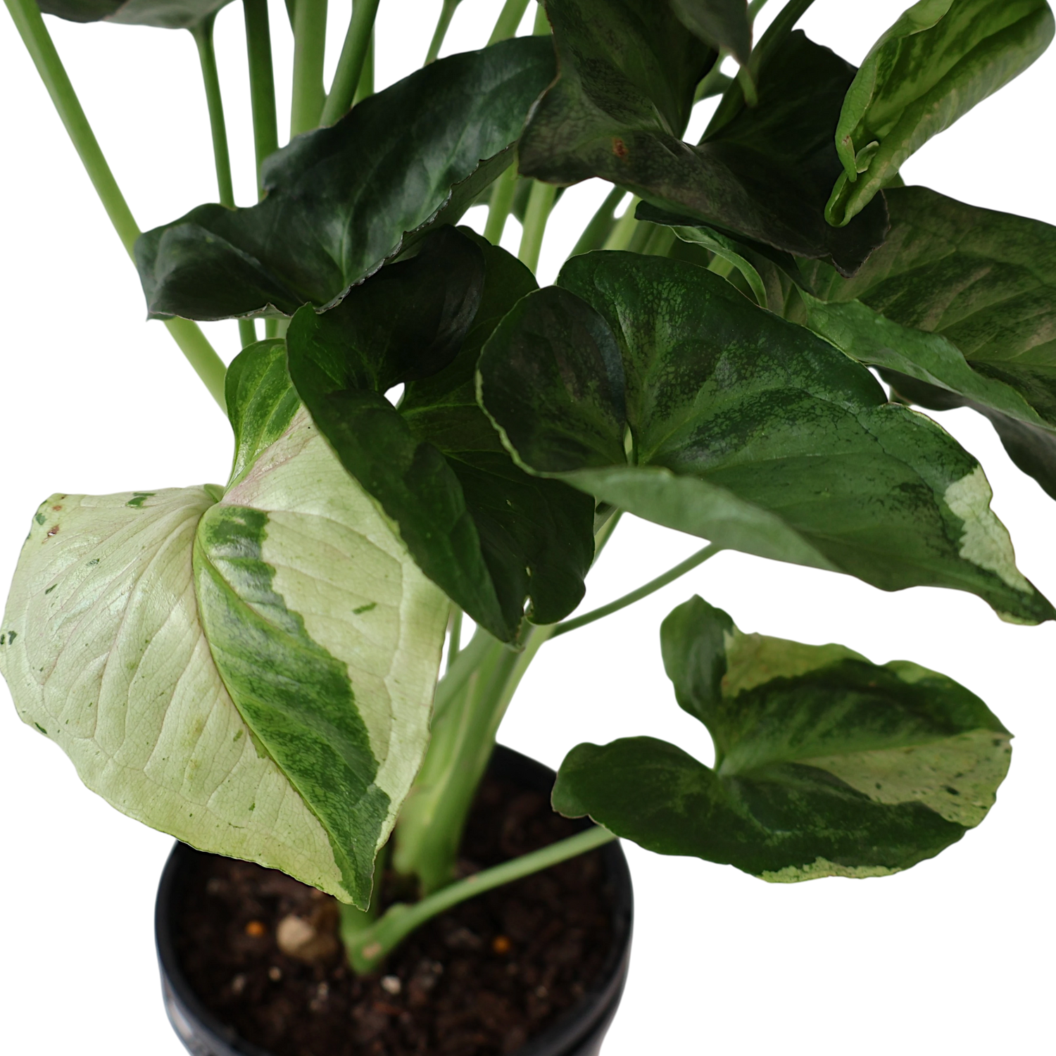 Syngonium Purple Butterfly 180mm