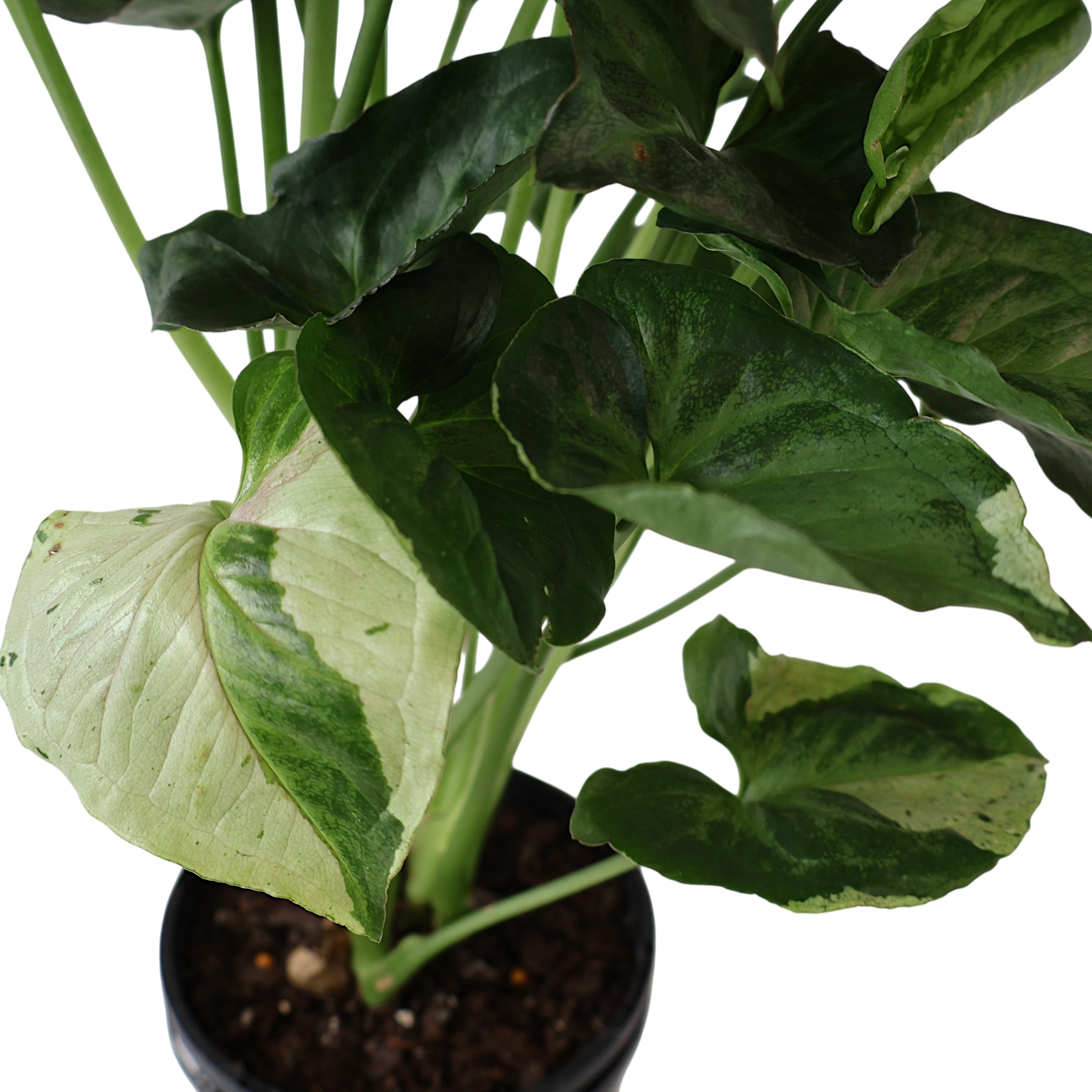 Syngonium Purple Butterfly 180mm