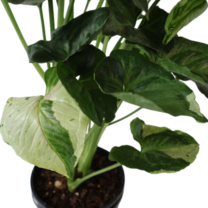 Syngonium Purple Butterfly 180mm