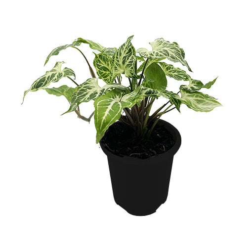 Syngonium Batik 125mm
