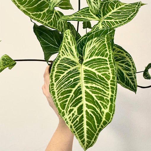Syngonium Batik - Arrowhead Vine 90mm