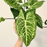 Syngonium Batik - Arrowhead Vine 90mm