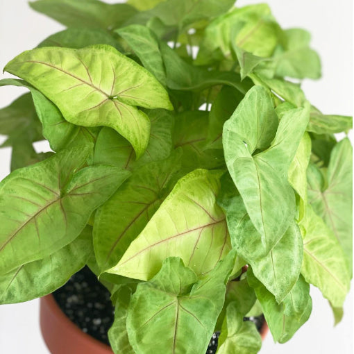 Syngonium Berry Allusion 90mm